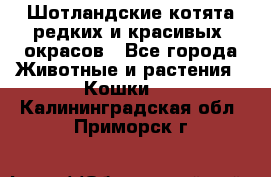 Шотландские котята редких и красивых  окрасов - Все города Животные и растения » Кошки   . Калининградская обл.,Приморск г.